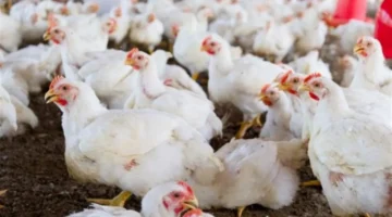 تحديث الأسعار.. كيلو الفراخ البيضاء 23 ديسمبر 2025 بورصة الدواجن